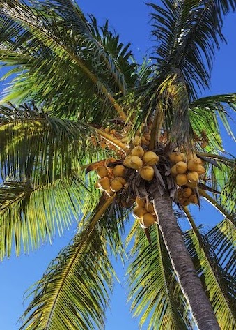 Image representing the answer: தென்னை